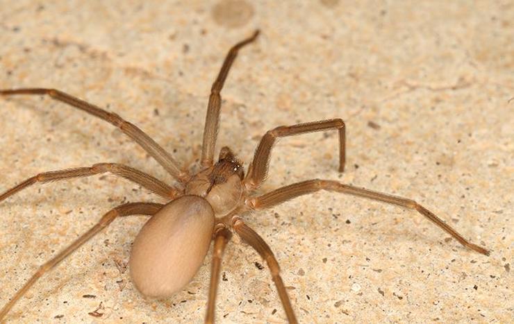 6 Common Types Of Spiders In Texas Identification And Prevention